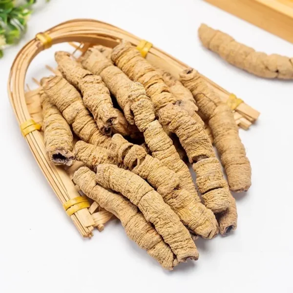 Morinda officinalis - Ba Ji Tian | Morinda Root & Radix Morindae Herb